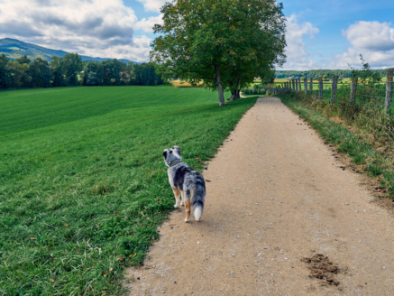 Ein guter Spaziergang